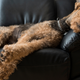 Illustration for article titled Study Finds Dogs Twitching In Sleep Are Dreaming About Tearing Owners Limb From Limbem/em